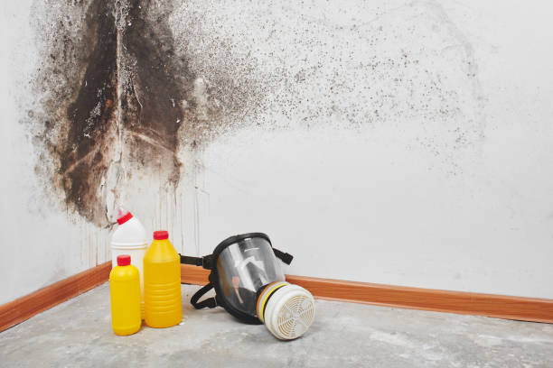 Best Mold Remediation  in Middleburg Heights, OH