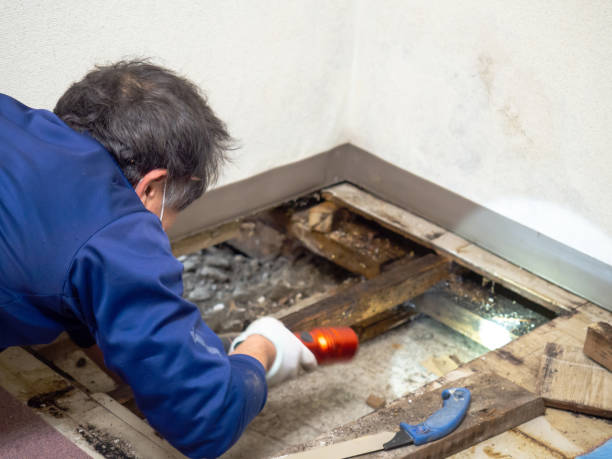 Professional Mold Removal in Middleburg Heights, OH