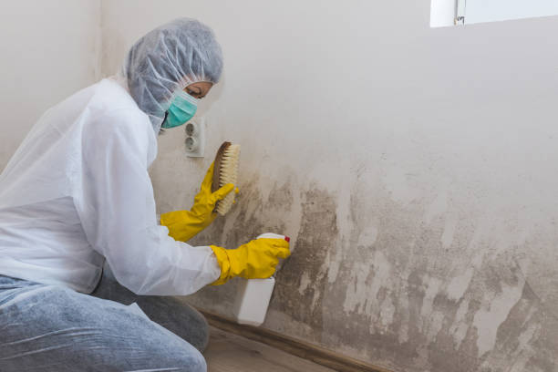 Best Affordable Mold Removal  in Middleburg Heights, OH