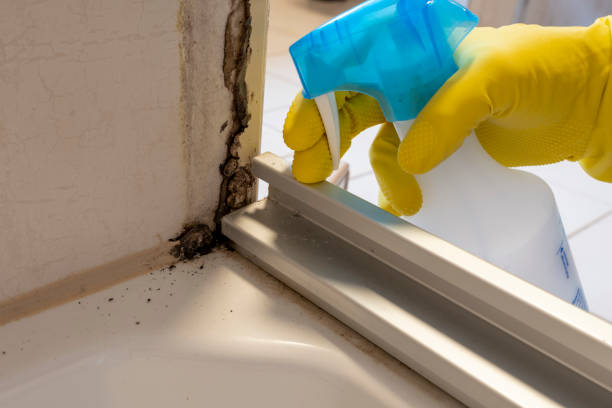 Best Mold Testing  in Middleburg Heights, OH