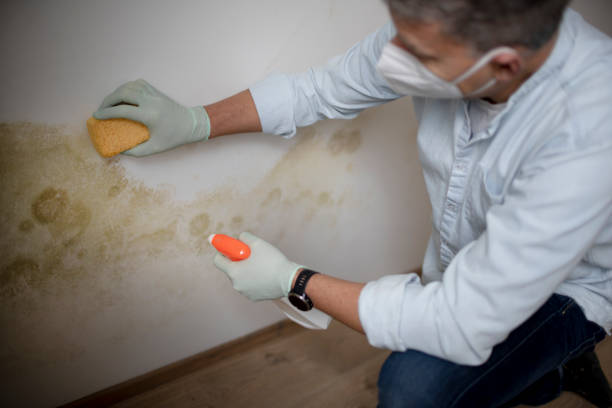 Best Attic Mold Removal  in Middleburg Heights, OH