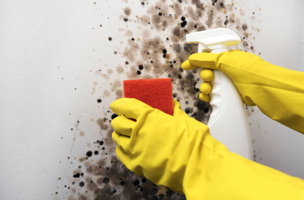 Best Crawl Space Mold Removal  in Middleburg Heights, OH