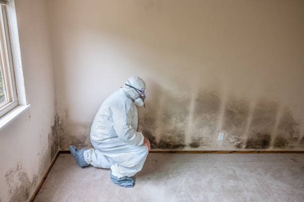 Best Mold Cleaning Services  in Middleburg Heights, OH
