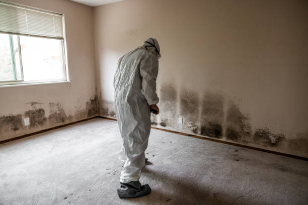 Best Local Mold Removal Service  in Middleburg Heights, OH
