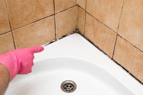 Best Emergency Mold Removal  in Middleburg Heights, OH
